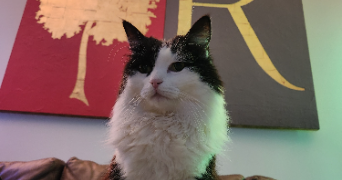 louise pet sitter à CHAMBERY 73000_3