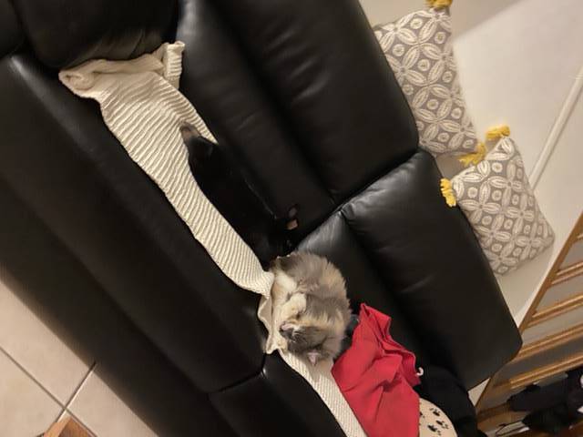 Helen pet sitter à Draveil 91210_10