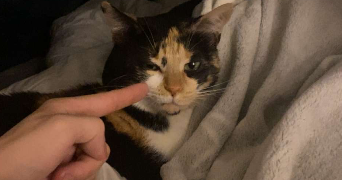 anastacia pet sitter à LE HAVRE 76600_3
