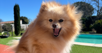 jade pet sitter à TOULOUSE 31000_2