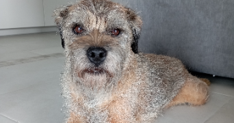 amanda pet sitter à Puget-Sur-Argens 83480_1