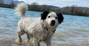 solène pet sitter à MARSEILLE 05 13005_1