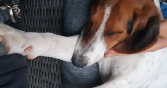 lana pet sitter à LANGON 33210_2