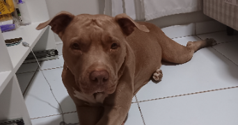 ana-clara pet sitter à REIMS 51100_1