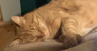 lélia pet sitter à PARIS 10 75010_3