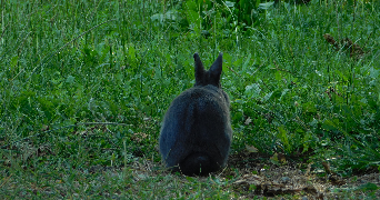 gael pet sitter à LES PAVILLONS SOUS BOIS 93320_1
