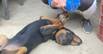 morgane pet sitter à VILLEFRANQUE 65700_4