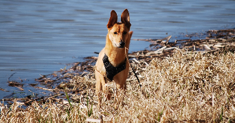 anthea pet sitter à LA ROCHE SUR YON 85000_6