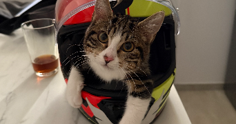 floriana pet sitter à POLLIONNAY 69290_0