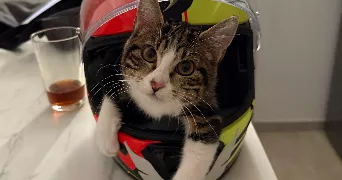 floriana pet sitter à POLLIONNAY 69290