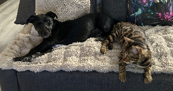 dounia pet sitter à REMAUCOURT 08220_2