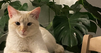 laura pet sitter à MONTFLEUR 39320_1