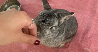 lise pet sitter à Gournay-sur-Marne 93460_2