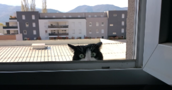 zadig pet sitter à MEYLAN 38240_5