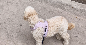 thomas pet sitter à PARIS 13 75013_5