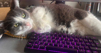 amélie pet sitter à BORDEAUX 33000_3