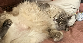 emma pet sitter à PARIS 10 75010_9