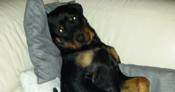 anaïs pet sitter à RAUVILLE LA BIGOT 50260_3