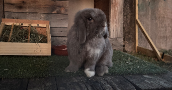 maïlys pet sitter à LHERM 31600_0