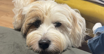 manon pet sitter à Gradignan 33170_3
