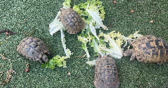 camélia  pet sitter à ANGERS 49100_3