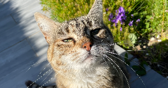 rachel pet sitter à WIMILLE 62126_6