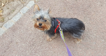 athéna pet sitter à NANTES 44100_2