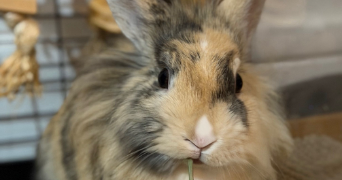 katia pet sitter à VILLE D AVRAY 92410_0
