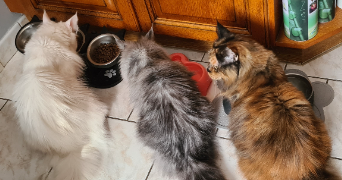 florence pet sitter à OLIVET 45160_2