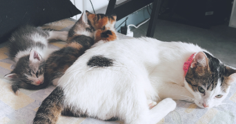 stanislas pet sitter à LE COTEAU 42120_9