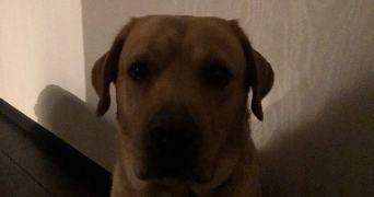 laure pet sitter à PAU 64000_2