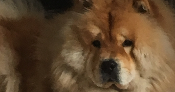 alexandra pet sitter à LILLE 59000_0