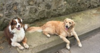 pauline pet sitter à CHATOU 78400_3
