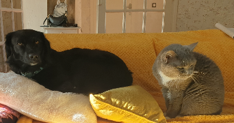 karine pet sitter à APT 84400_1