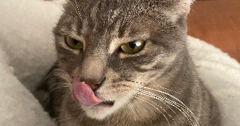 ambre pet sitter à MARSEILLE 01 13001_2