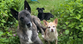 axelle pet sitter à Axat 11140_1
