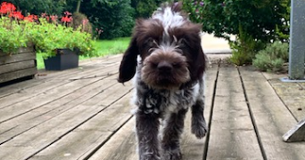 capucine pet sitter à AMIENS 80000_1