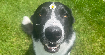 julia pet sitter à NANCY 54000_1