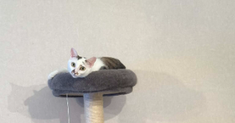 joachim pet sitter à LE LION D ANGERS 49220_3