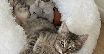 clemence pet sitter à AGEN 47000_3