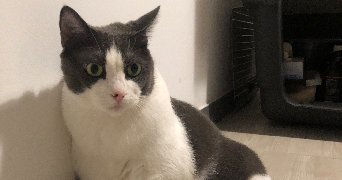 sarah pet sitter à TOULOUSE 31200_4