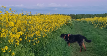 camille pet sitter à TOURS 37000_4