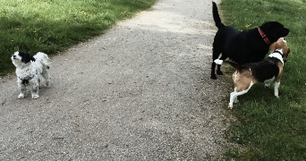 inès dog sitter à Saint Pourcain sur sioule 03500_1