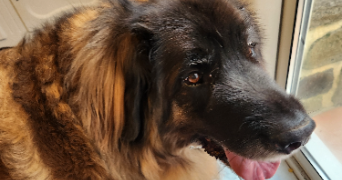 sabrina pet sitter à TOURCH 29140_9