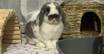 julie pet sitter à MONTAIGU DE QUERCY 82150_2