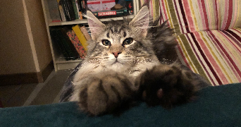 Mathilde pet sitter à LYON 07 69007_4