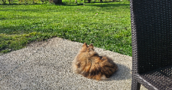 julie pet sitter à VILLERS FARLAY 39600_4