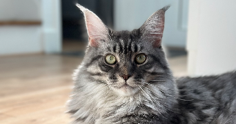 maeline pet sitter à SAVIGNY SUR ORGE 91600_6