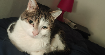 manon pet sitter à THIAIS 94320_4