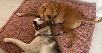 gaëlle pet sitter à CATENOY 60840_6